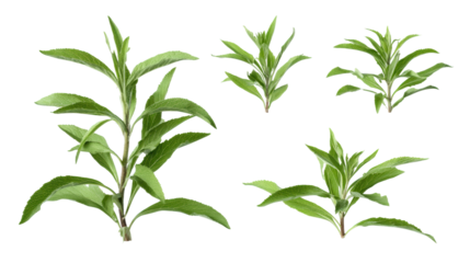 Closeup of four vibrant green leaves, a symbol of nature's freshness and beauty