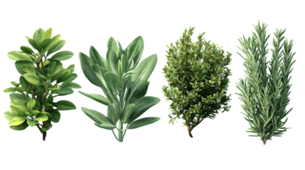 Aromatic garden bounty, freshly picked herbs bursting with flavor and vitality freshly