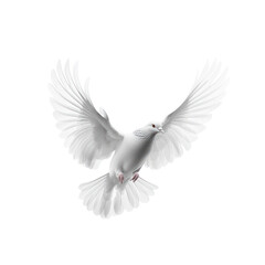 Obraz premium Pigeon flying A pigeon flaps its wings with body streamlined, soaring through the air. full length isolate on transparent background