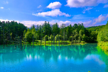 Fototapeta premium 初夏の白金青い池（北海道・美瑛町）