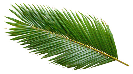 Obraz premium Vibrant green leaf on a dark background, study in natural contrast and botanical beauty