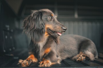 Portrait of Puppy