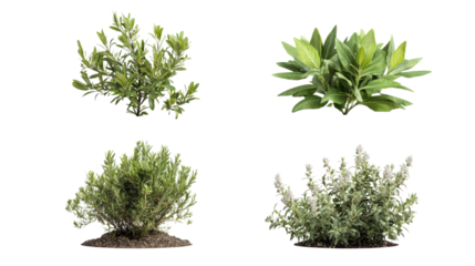 Flourishing foliage, a comparative study of four unique plant species in diverse habitats