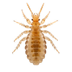 Obraz premium scorpion isolated on white