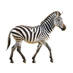 Fototapeta premium Zebra walking A zebra moves steadily with its legs in sync and tail swaying. full length isolate on transparent background