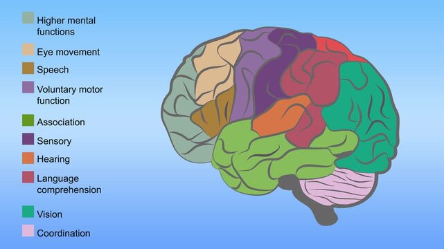Animated illustration displaying human brain anatomy with labeled functional areas
