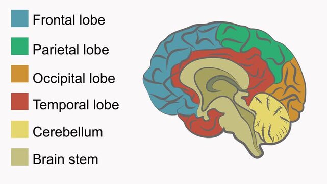 Animation showing the sections and anatomy of a human brain with color coding labels