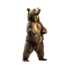 Obraz premium Bear standing A bear stands on its hind legs, with its large paws slightly raised and head high. full length isolate on transparent background