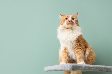 Cute fluffy cat on scratching post against green background