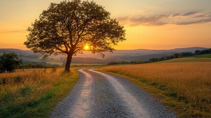 Fototapeta premium A country lane leads through a golden field at sunset.