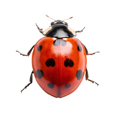 ladybird isolated on white background