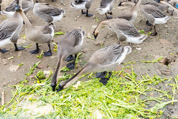 Geese raised on the farm 