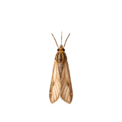 moth isolated on white