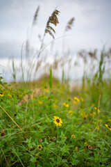 grass and sky