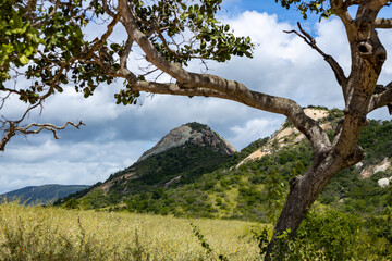 Fototapeta premium Mountain landscape with trees and cloudy sky.
