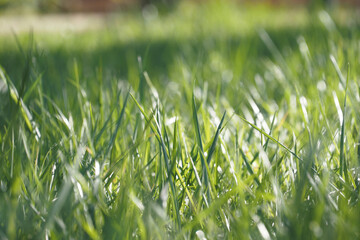 Close-up view of lush green grass in sunlight