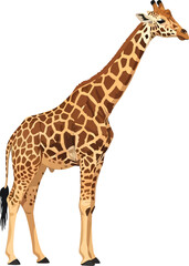 Naklejka premium A full body view of a giraffe with brown spots standing on a white background in a studio shot