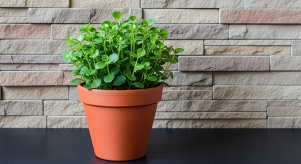A small green plant in a terracotta pot sits in front of a textured stone wall
