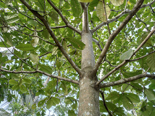 green tropical nature, greening the earth's sustainability, fresh and positive energy