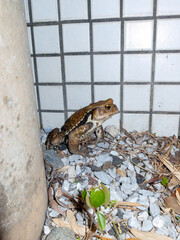 年に潜む大きなヒキガエル