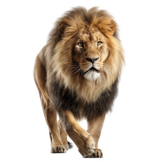 Majestic lion striding forward