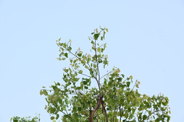 Ficus religiosa tree. Its other name bodhi tree, pippala tree, peepul tree or ashwattha tree. This is the tree under which Gautama Buddha is believed to have attained enlightenment.