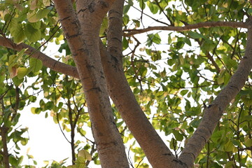 Ficus religiosa tree. Its other name bodhi tree, pippala tree, peepul tree or ashwattha tree. This is the tree under which Gautama Buddha is believed to have attained enlightenment.