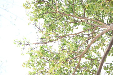 Ficus religiosa tree. Its other name bodhi tree, pippala tree, peepul tree or ashwattha tree. This is the tree under which Gautama Buddha is believed to have attained enlightenment.