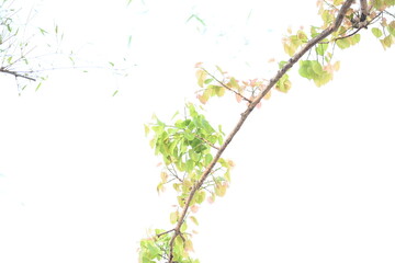 Ficus religiosa tree. Its other name bodhi tree, pippala tree, peepul tree or ashwattha tree. This is the tree under which Gautama Buddha is believed to have attained enlightenment.