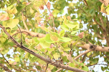 Ficus religiosa tree. Its other name bodhi tree, pippala tree, peepul tree or ashwattha tree. This is the tree under which Gautama Buddha is believed to have attained enlightenment.