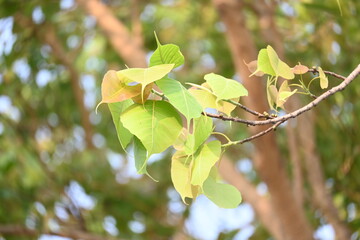 Ficus religiosa tree. Its other name bodhi tree, pippala tree, peepul tree or ashwattha tree. This is the tree under which Gautama Buddha is believed to have attained enlightenment.