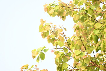 Ficus religiosa tree. Its other name bodhi tree, pippala tree, peepul tree or ashwattha tree. This is the tree under which Gautama Buddha is believed to have attained enlightenment.
