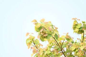 Fototapeta premium Ficus religiosa tree. Its other name bodhi tree,&nbsp;pippala tree, peepul tree&nbsp;or&nbsp;ashwattha tree.&nbsp;This is the tree under which&nbsp;Gautama Buddha&nbsp;is believed to have attained enlightenment.