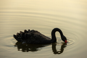 The black swan on the lake