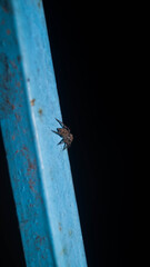 A photograph of an Araneus ventricosus spider. Taken from Las Pinas, NCR, Philippines.