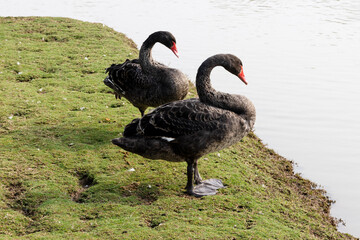 Black Swans The Park