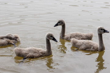 Baby black swans on the lake