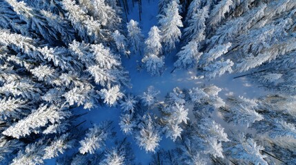 Aerial View of Snow-Covered Trees in a Winter Forest Surrounded by Calm Nature's Serenity and Crisp Blue Skies