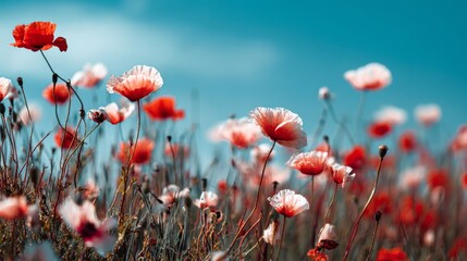 Vibrant Red Poppies Blooming in a Sunny Field Under Clear Blue Sky