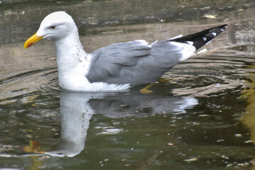 seagull on the water