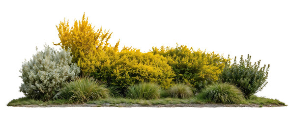 Isolated garden border featuring yellow flowering shrubs, green plants and silvery foliage against white background, perfect for landscape design visualizations