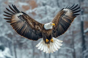 Bald eagle soaring gracefully through the sky.