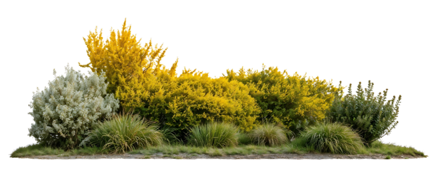 Isolated garden border featuring yellow flowering shrubs, green plants and silvery foliage against white background, perfect for landscape design visualizations