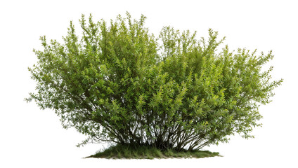 Isolated lush green shrub with dense rounded foliage against white background, perfect for garden designs, landscape architecture and environmental visualization projects