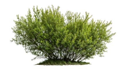 Isolated lush green shrub with dense rounded foliage against white background, perfect for garden designs, landscape architecture and environmental visualization projects