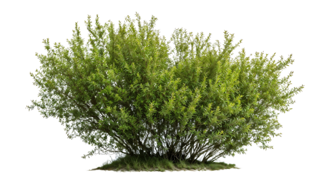 Isolated lush green shrub with dense rounded foliage against white background, perfect for garden designs, landscape architecture and environmental visualization projects