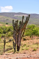 Cactus no Nordeste brasileiro