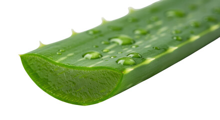 Fototapeta premium Aloe vera leaf slice with water droplets for wellness isolated PNG with Transparent Background