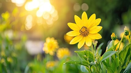 Obraz premium Vibrant Yellow Flower in Bloom Against a Soft Sunlit Background with Warm Bokeh Effect