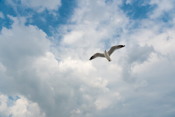 Fototapeta premium Bird flying on cloud and sky